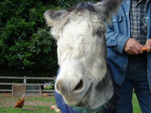 I'm sure I can smell a carrot!